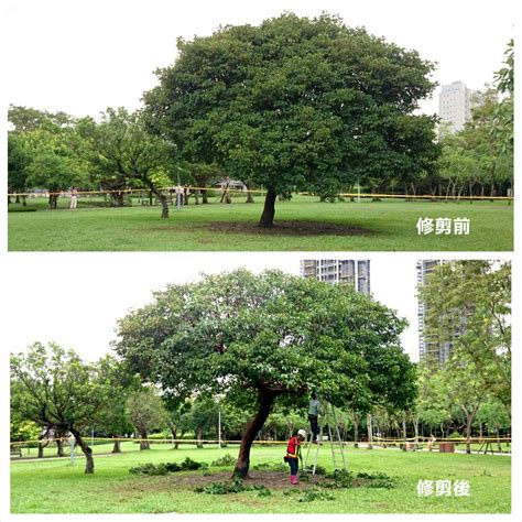 鋸樹方法|樹木修剪三刀法 – 樹花園 Treegarden